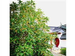 《桂馥兰馨》