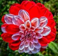 大丽花