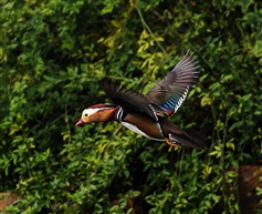 野生鸳鸯