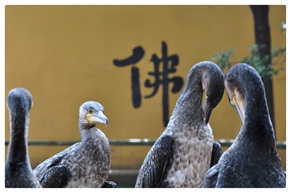 放下