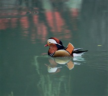 野生鸳鸯