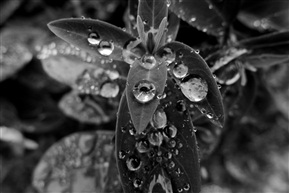 水珠