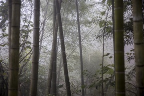 烟雨竹林