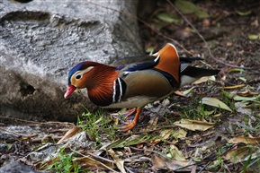 野生鸳鸯