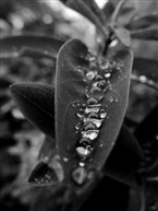 水珠3