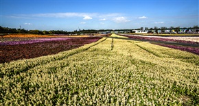 花海