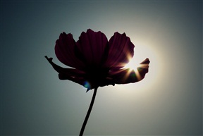 阳光下的小花