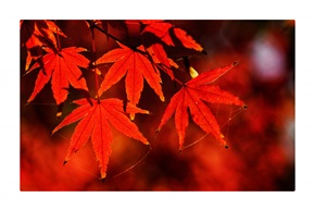 红于花
