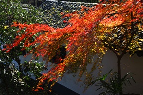 枫叶2