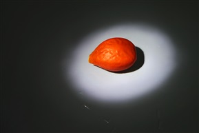铁树果2