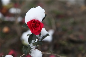 雪中茶花1