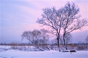 雪香白尽江南陇