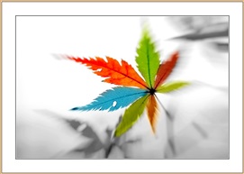 多彩枫情