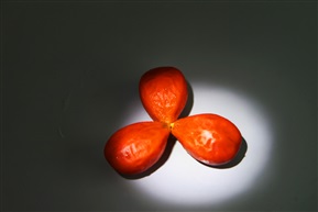 铁树果