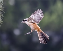 青阳江畔黃佰劳鸟