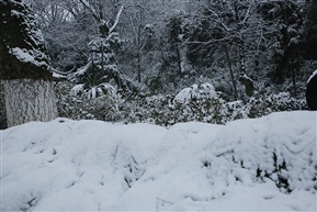 亭林雪景