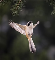 《青阳江畔黃佰劳鸟》