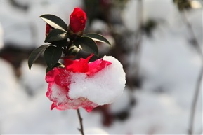 雪中茶花