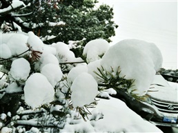 大雪压青松