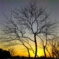 《夕阳》