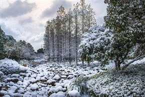 城市公园雪景