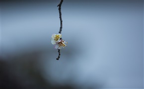 梅花初开时节