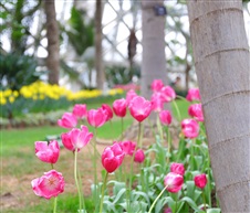 一路繁花