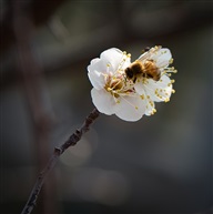 梅花