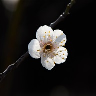 梅花