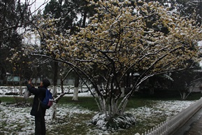 寒梅傲雪