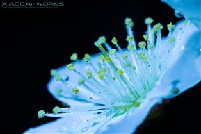 花的心