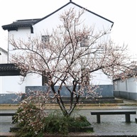春到江南
