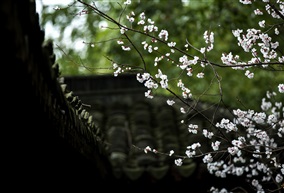 亭林 春01