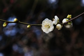 梅