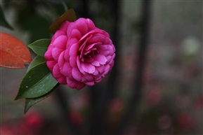 茶花