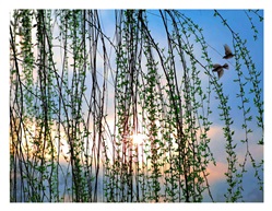 《一帘幽梦》