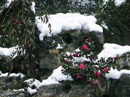 残雪-15