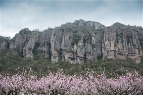 山里的桃花