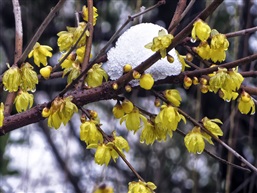 残雪-13