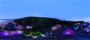 太湖夜樱