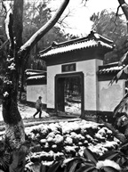 残雪-14