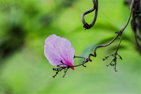 桃花飘落