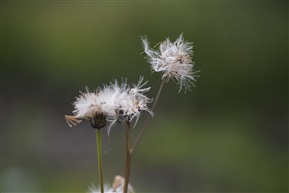 残花