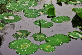 雨后小荷