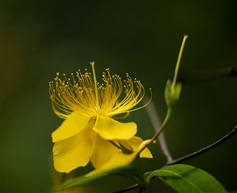 路边小草花