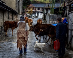 云南三月行之卅一《贡山怒族雨中放牧》