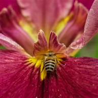 《蜂与花》