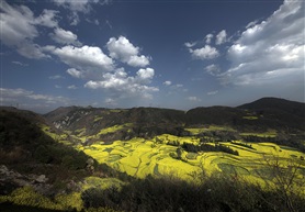 云南三月行之五十四《罗平油菜花》