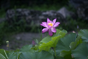 夏 荷