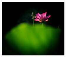 花艳枝头